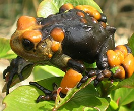 OVIPAROUS MAMMALS-SPECIAL VIVIPAROUS ANIMALS | BIOZOOM